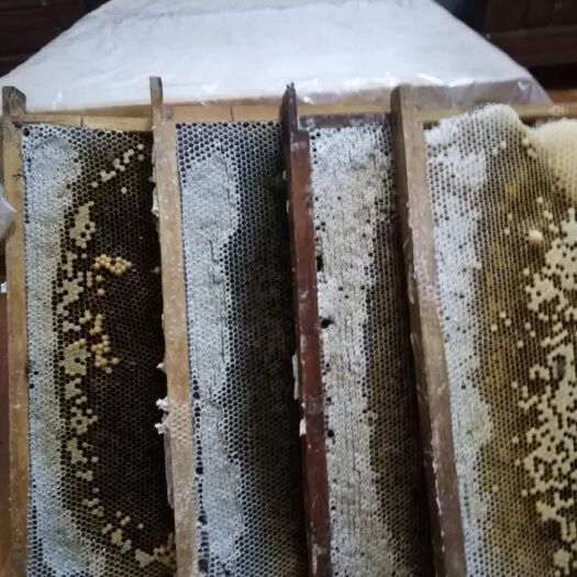 内江 中华小蜜蜂，蜂种