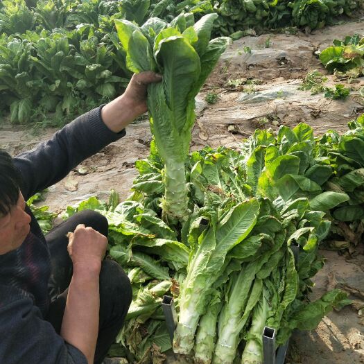 清丰县圆叶莴笋 2斤以上 60-70cm