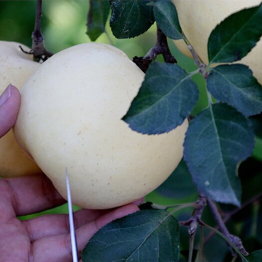 奶油富士苹果🍎 新鲜上市 产地直发 包邮