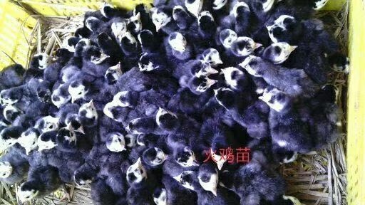 南宁 火鸡苗  尼古拉火  贝蒂娜火鸡苗
场家直销  一手货源