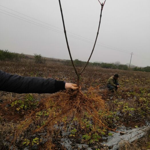 樟树市 给吴茱萸苗打包发往外地  基地直供提供包邮终身技术支持