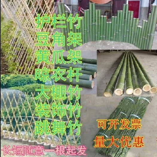 沭阳县 竹子