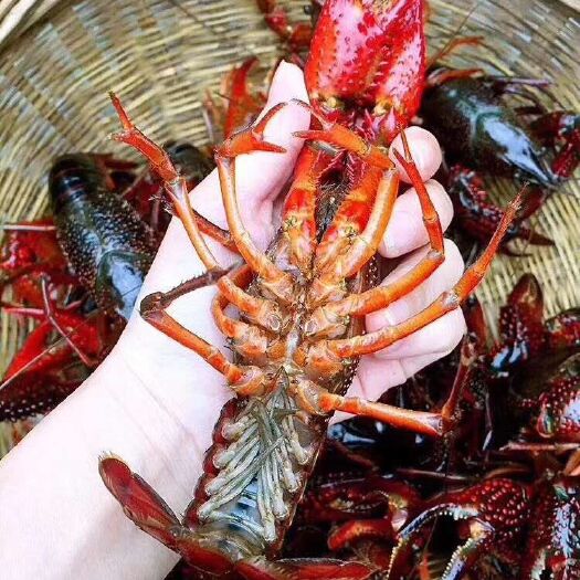金湖县 金湖本地精品小龙虾，红壳4567