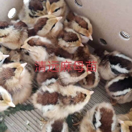 南宁清远麻鸡苗 清远麻鸡，品质优良，易养快大。
