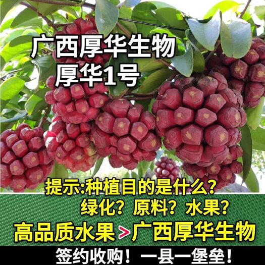 龙胜县粉红黑老虎苗  真正的专业选育品种-厚华1号布福娜苗 签约收购 助您成功!