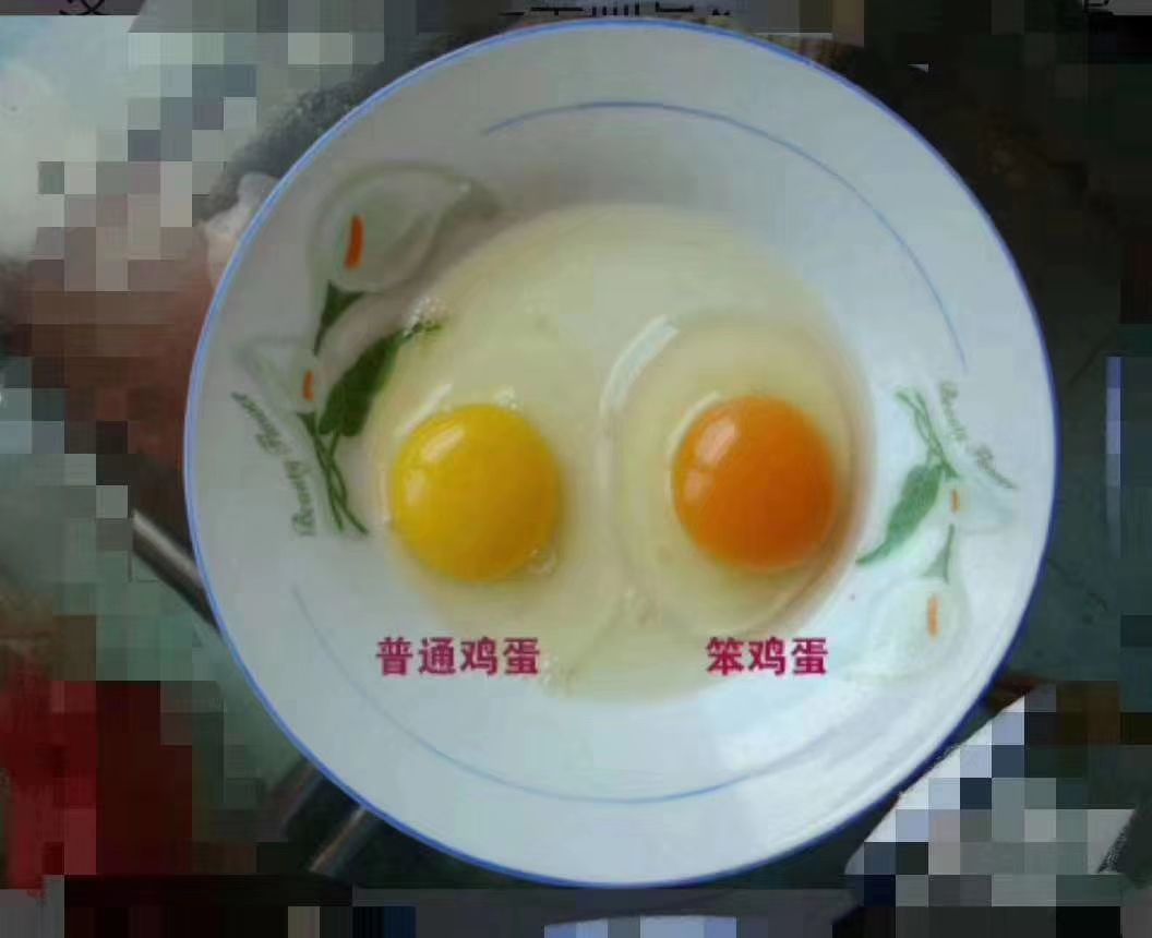 土鸡蛋 玉米麦麸自养一天200枚