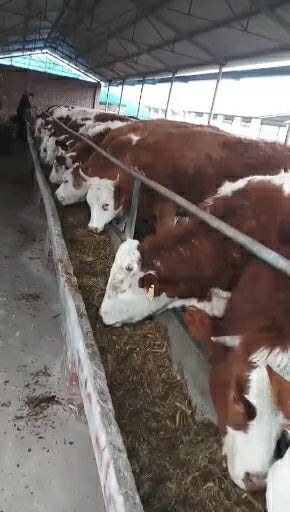 安吉县 大小夏洛来西门塔尔肉牛好饲养