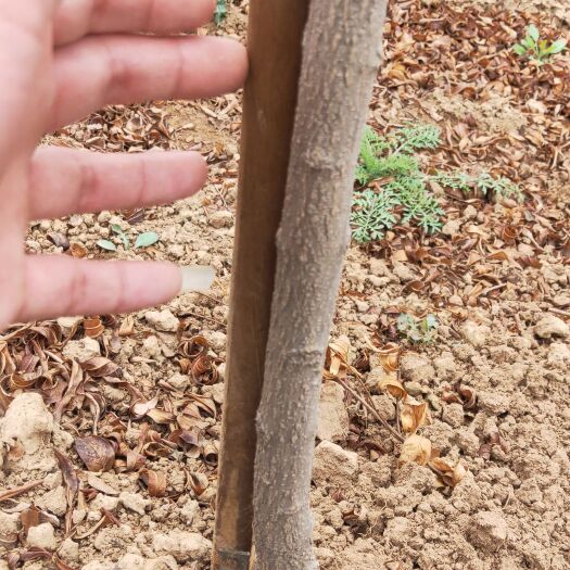 荥阳市 软子石榴树苗 原棵两年树龄  保证纯度成活率