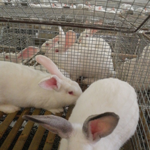 信宜市 肉兔，伊拉肉，高蛋白低脂肪