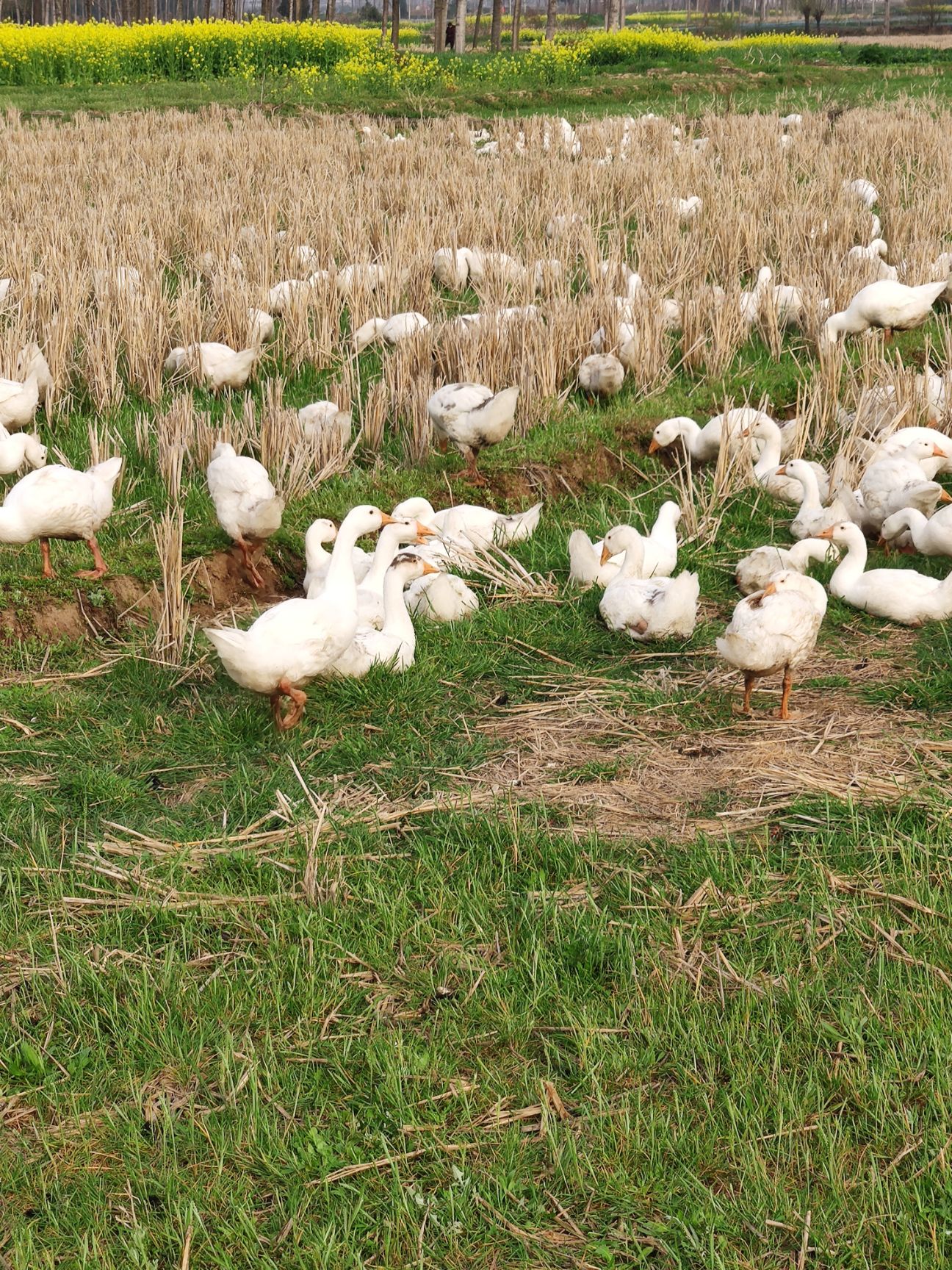 散养大鹅3月28现货可拉