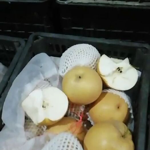 馆陶县晚秋黄梨 嘎嘣脆