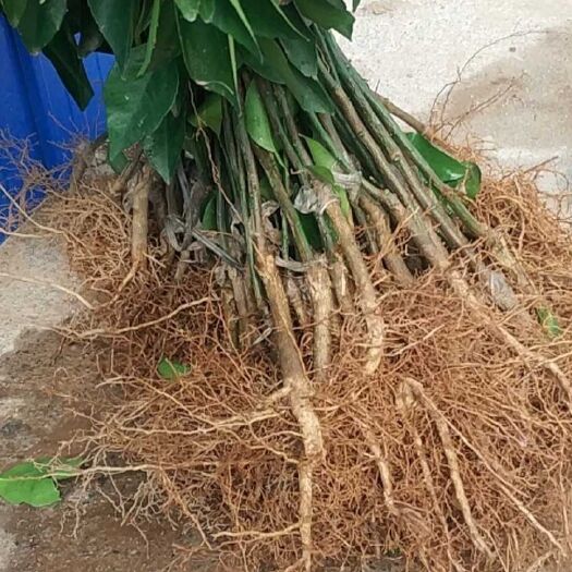 灵山县 沃柑苗091无核沃柑
