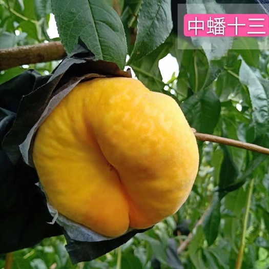 平邑县中蟠13号桃苗  包嫁接，包结果，现挖现卖