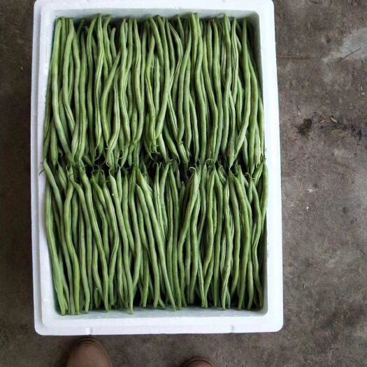 保山无筋豆角 无筋豆  豆王刚刚上市量大