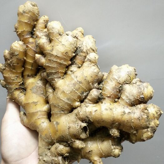 杭州小黄姜 可以发样品，付运费即可