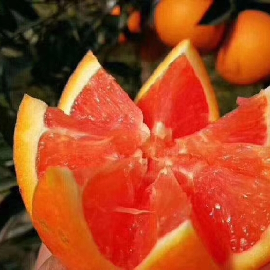秭归县秭归脐橙 中国脐橙之乡秭归