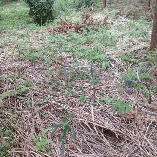 安化县 基地直发黄精种苗多花倒苗黄精湖南安化黄精