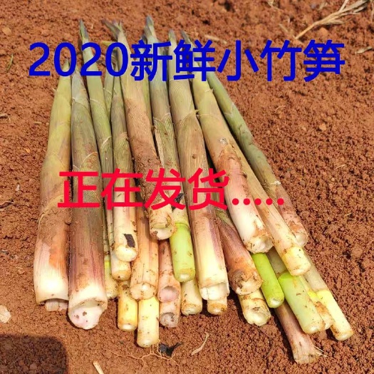 剑河县 新鲜竹笋野笋小春笋农家现挖笋带壳小竹笋新鲜笋水竹笋山竹笋