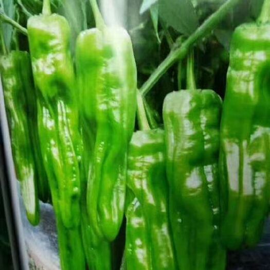 宿州青椒苗  优质菜苗辣椒苗西红柿苗茄子苗西瓜苗扶手瓜等各种优良品种