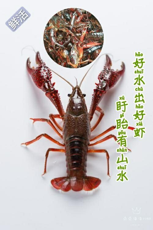 盱眙县小龙虾4-6钱 7-9钱 两虾炮头 好水出好虾各种规格均有售