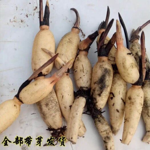 沭阳县 连藕苗浅水藕苗高产食用藕苗