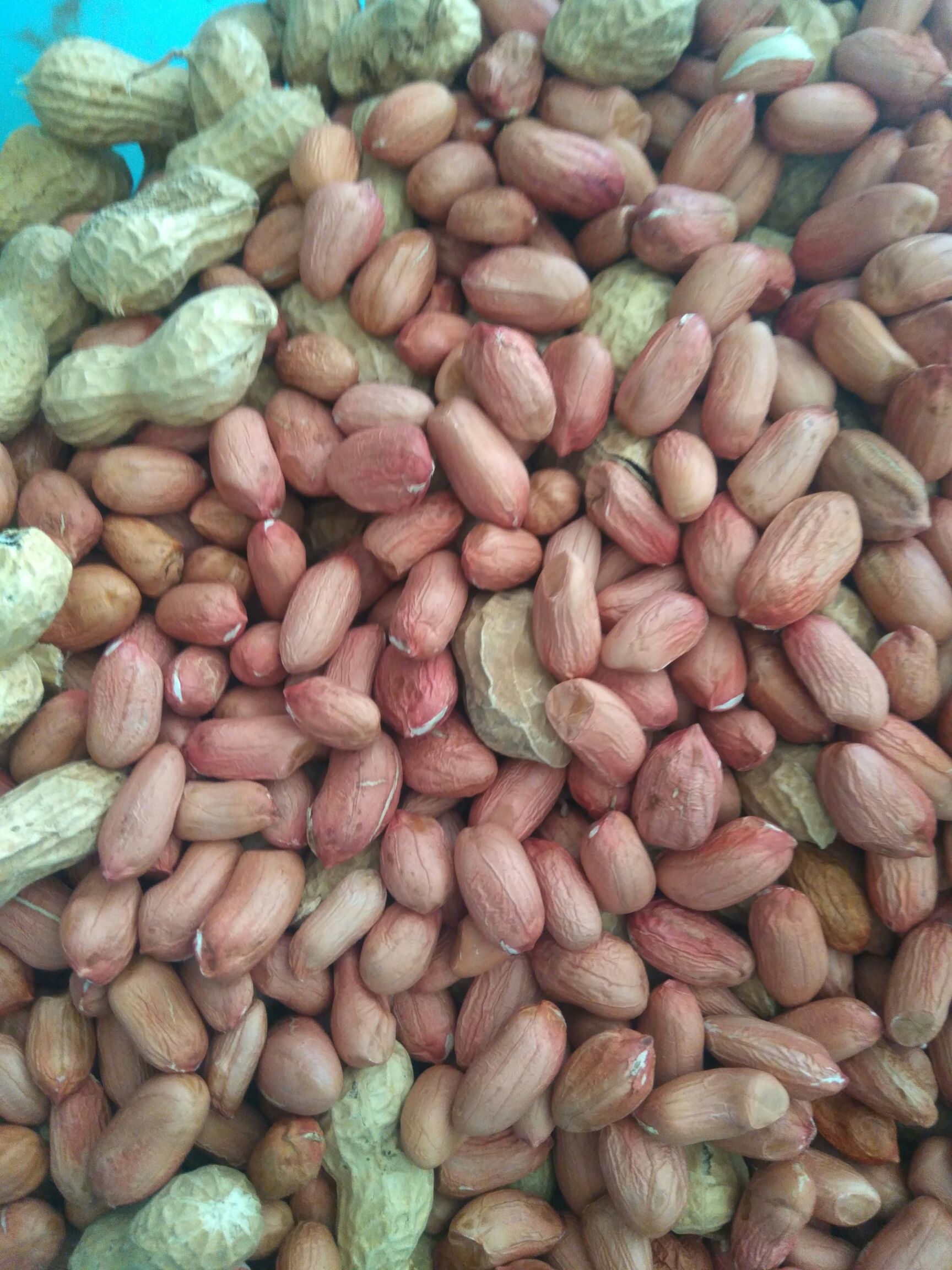 花育25花生种子  25年新花生种， 优质稳产，抗病抗倒广适