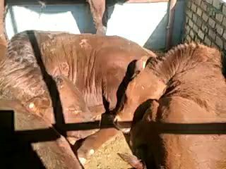 竹山县 西门塔尔夏洛来肉牛好饲养