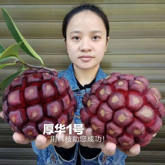 龙胜县粉红黑老虎苗  真正专业选育品种—厚华1号布福娜苗   好品种才能助您成功！
