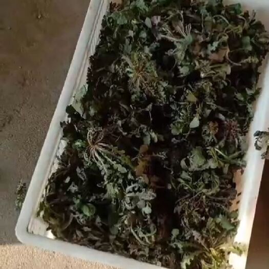 沂源县 大量供应苦菜，欢迎采购