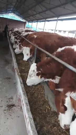 乐平市欢迎前来选大小西门塔尔肉牛好饲养