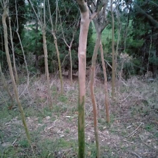 灵璧县速生紫薇  大小通要12元一棵，上车价，