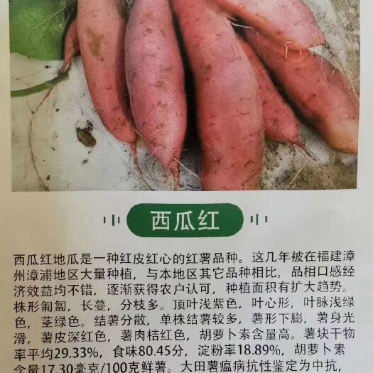 尉氏县西瓜红红薯苗 我们这是红薯苗基地。要多少有多少，品种也多！最主要保证质量