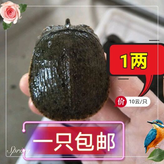 黎川县生态甲鱼苗  1两到3两小甲鱼苗日本中华甲鱼苗童子甲鱼水库鱼塘混养稻田放