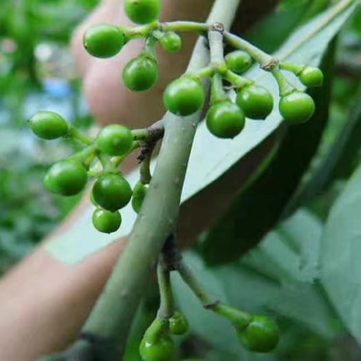 重庆市山胡椒树苗 木姜子树苗 香料树苗可盆栽 木姜油调料用