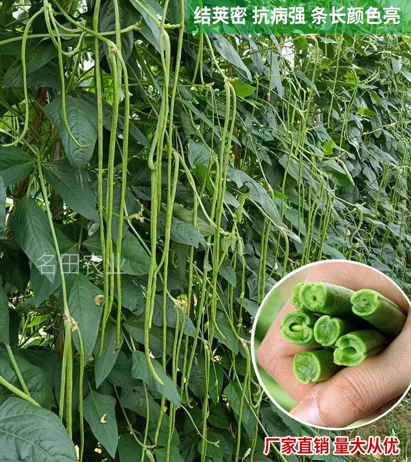 郑州翠绿色豆角种子，无鼠尾不鼓籽，光滑顺直，长度80公分左右