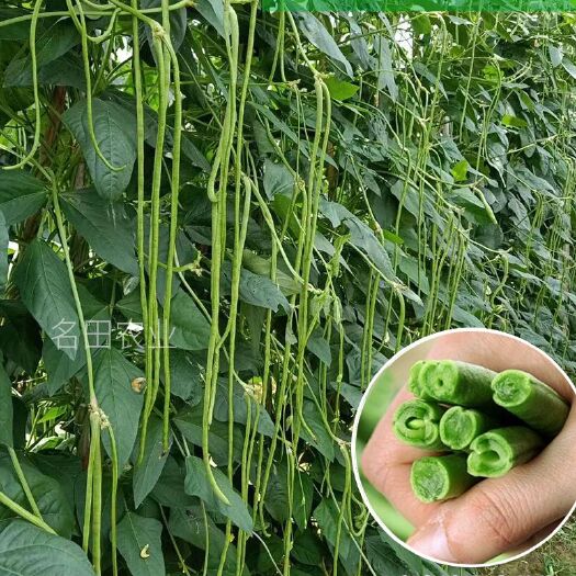 郑州翠绿色豆角种子，无鼠尾不鼓籽，光滑顺直，长度80公分左右