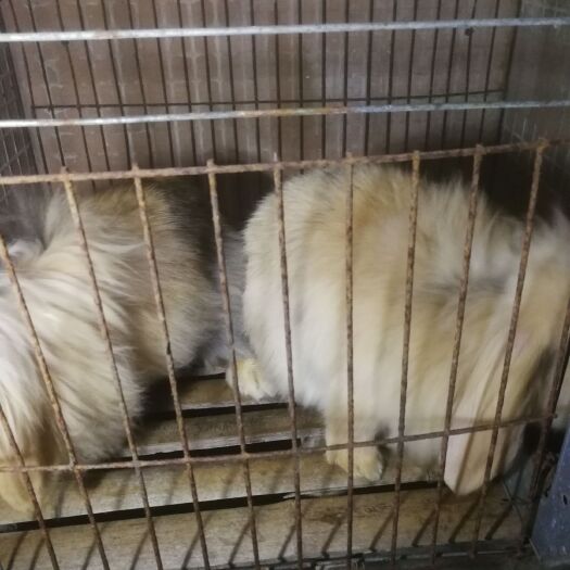 淮安垂耳兔 宠物兔