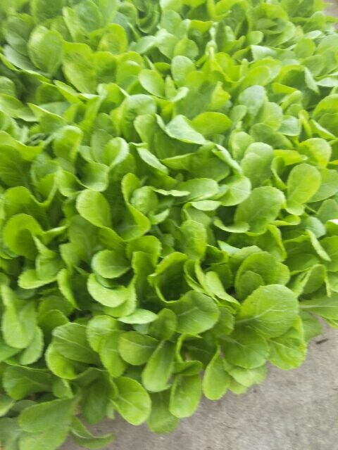 通海县白菜苗 蔬菜苗