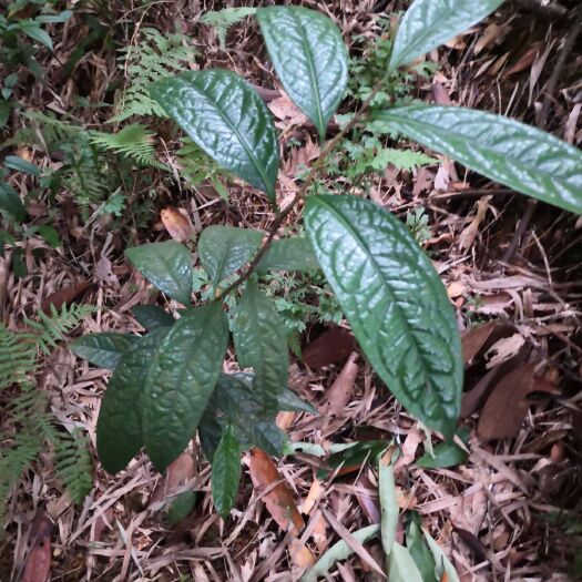 防城港茶花苗  金花茶苗