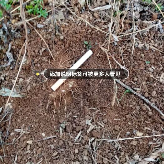 文山市黄精种苗 出售矮杆紫花滇黄精苗，量大从优，欢迎各地朋友选购！现有苗百万