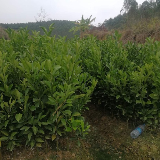 灵山县红江橙苗 好货，一眼搞定