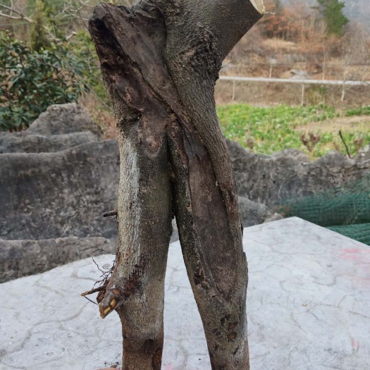 旺苍县 金弹子树桩