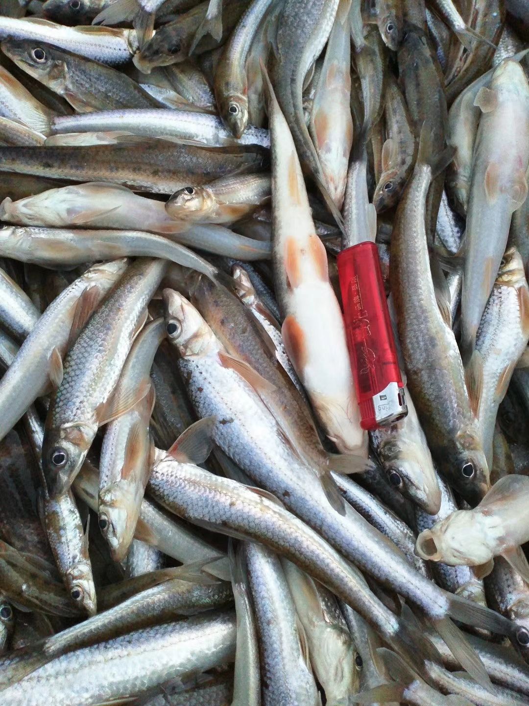 巴浪鱼  棍子鱼