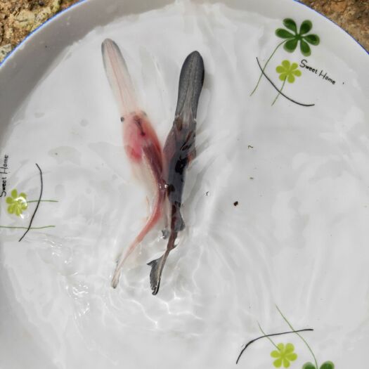 眉山 四川鸭嘴鱼苗匙吻鲟鱼苗批发