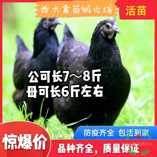 南宁乌骨鸡苗€滋补土乌鸡，厂家直销，品种多多，价格实惠