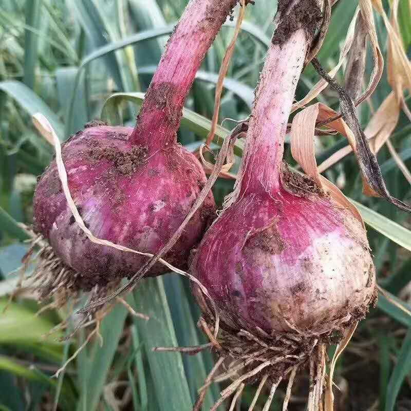  云南新鲜紫皮大蒜  支持上门看货