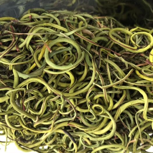 昆明化石草，肾精茶专业5年长期大货供应。大货更优长期货源稳定包邮