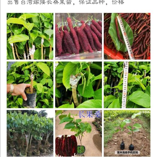 漳州四季大果桑苗 嫁接长桑果苗嫁接苗，裸根苗