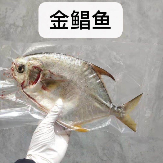 漳浦县 金鲳鱼