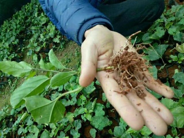 平和县 芭乐味黄金百香果苗  百香果树苗 四季种植
